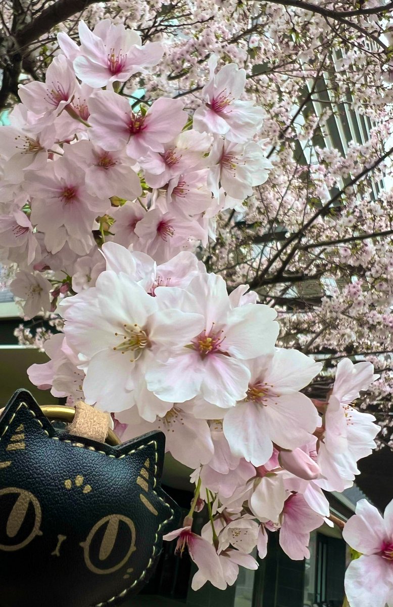 寝猫₍˄·͈༝·͈˄₎ฅ˒˒ tweet media