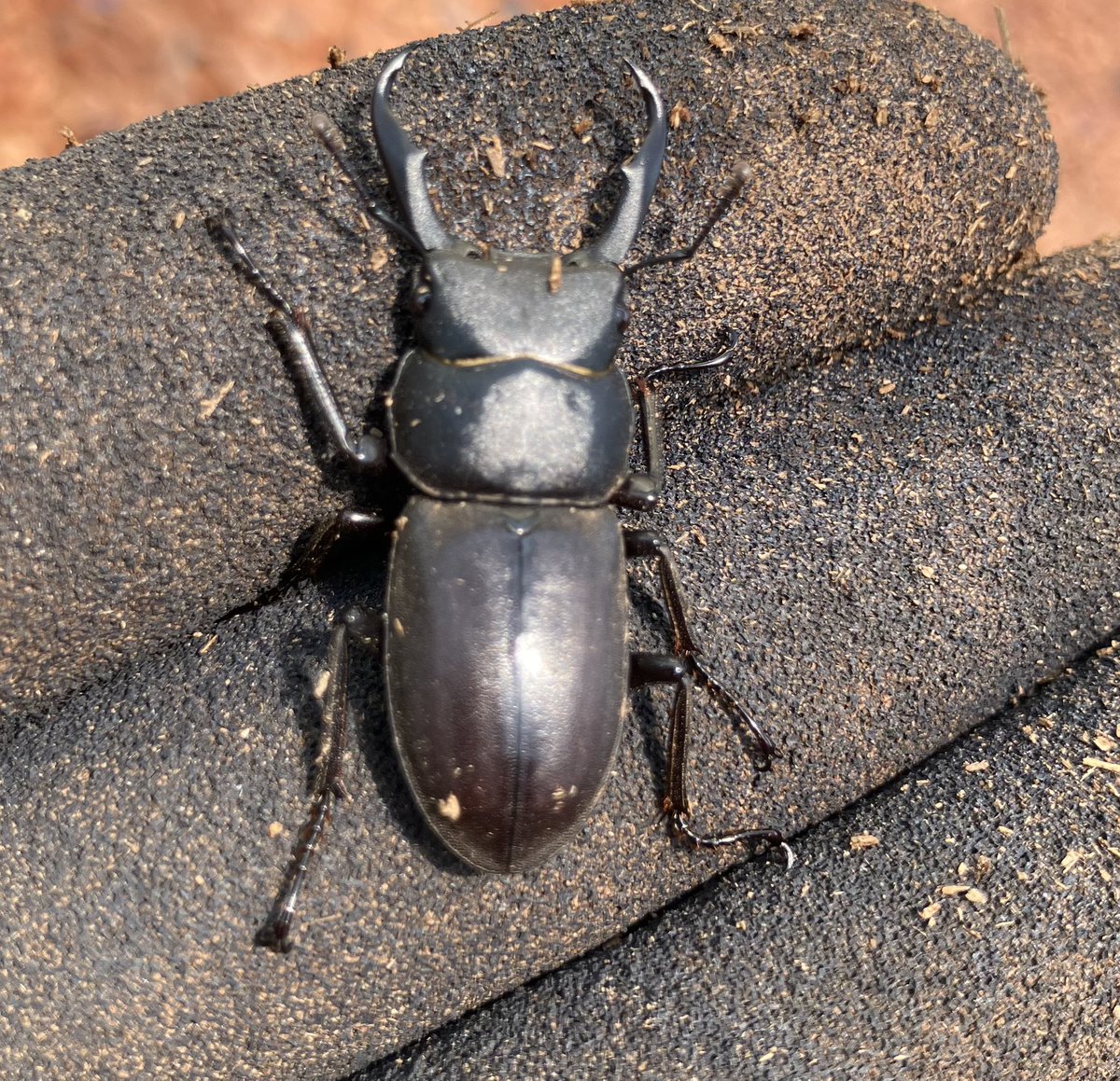 ジェイ・ステップ【公式】 tweet media