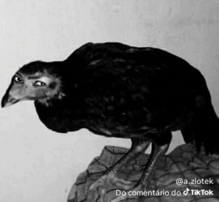 CorazonPaf tweet media