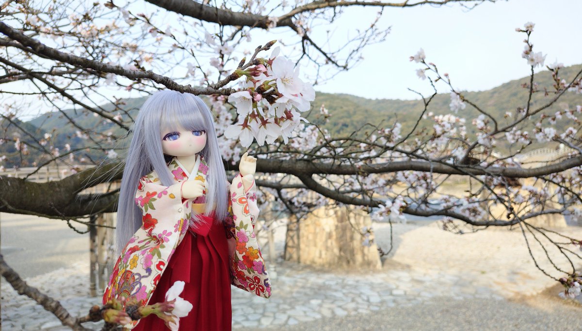 ゆ乃＠どーる tweet media