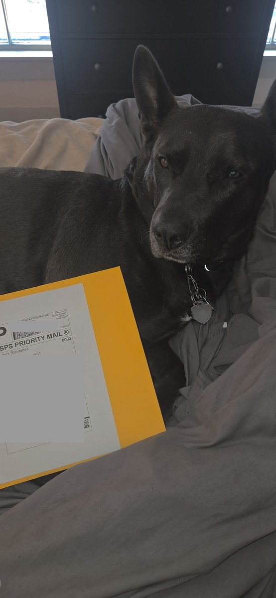 Sir Bailey tweet media