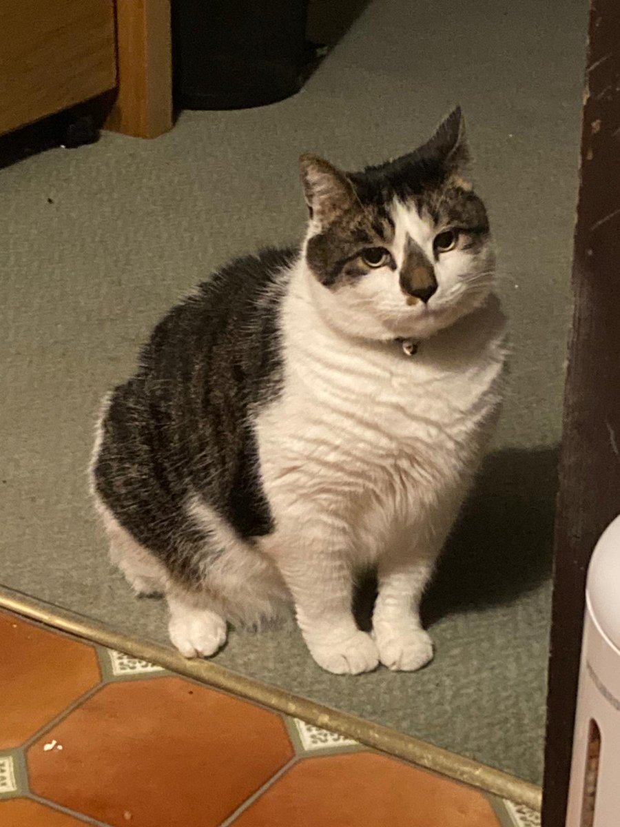 Germander Speedwell tweet media