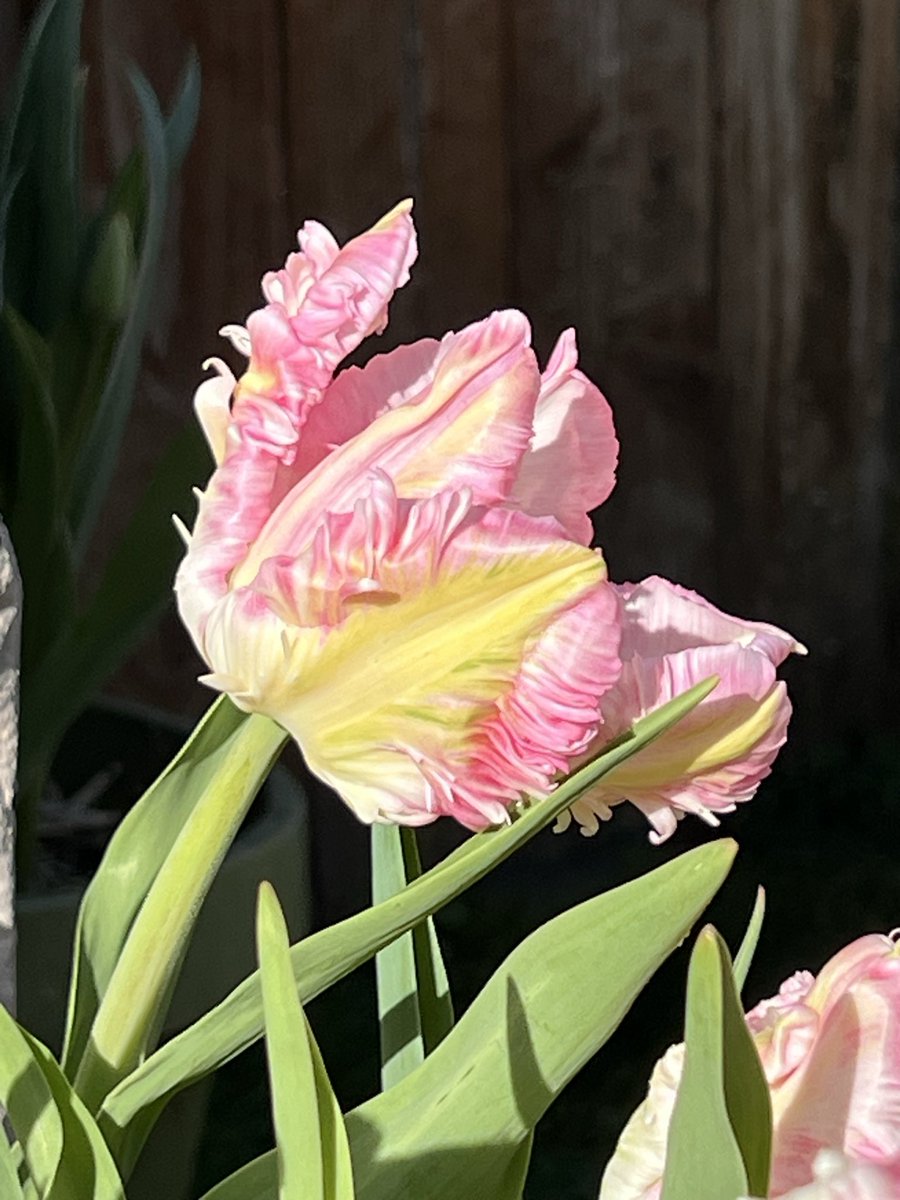 NorthwestScott's tweet photo. My Apricot Parrot Tulips are blooming.  Some of the first bulbs from @HollandBulbs to bloom.  Everyone wants to know what they are and where did I get them.  One of the many hits in my garden this year. #tulips #spring #garden https://t.co/6QXcAcUSxB
