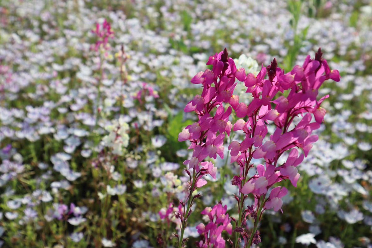 x3d（クロスサード）株式会社🫧広報 tweet media