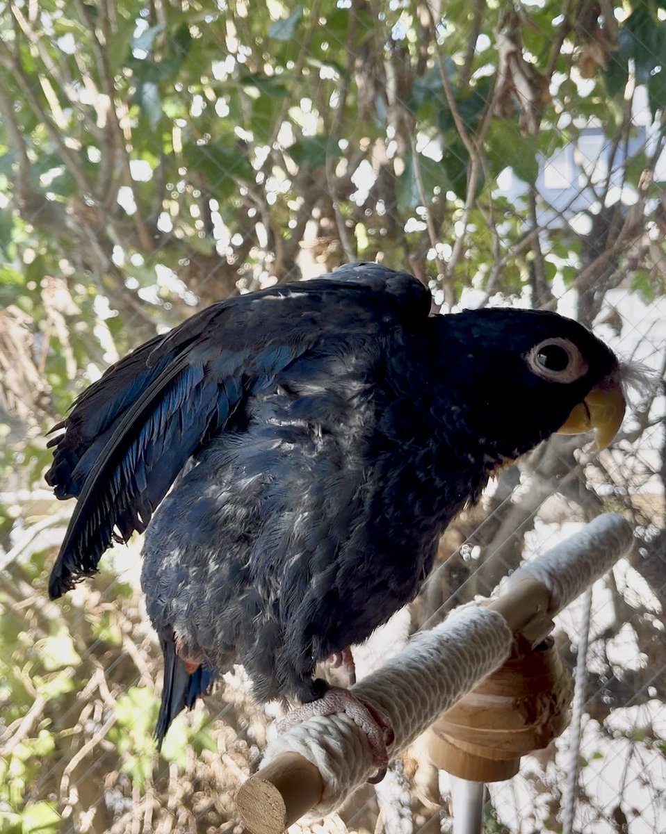 羽音(ばね) tweet media