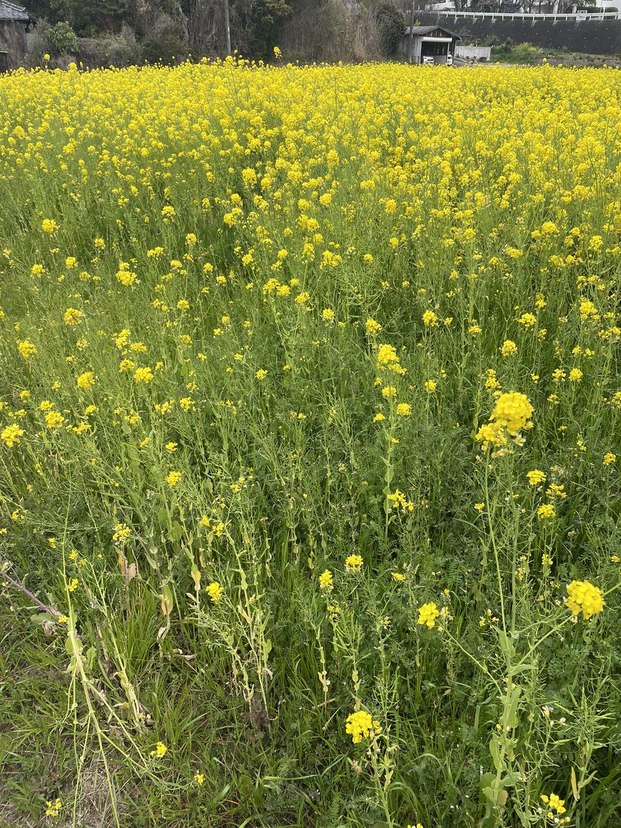 まるきますた☕️ tweet media