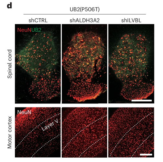 Neural Cell News tweet media