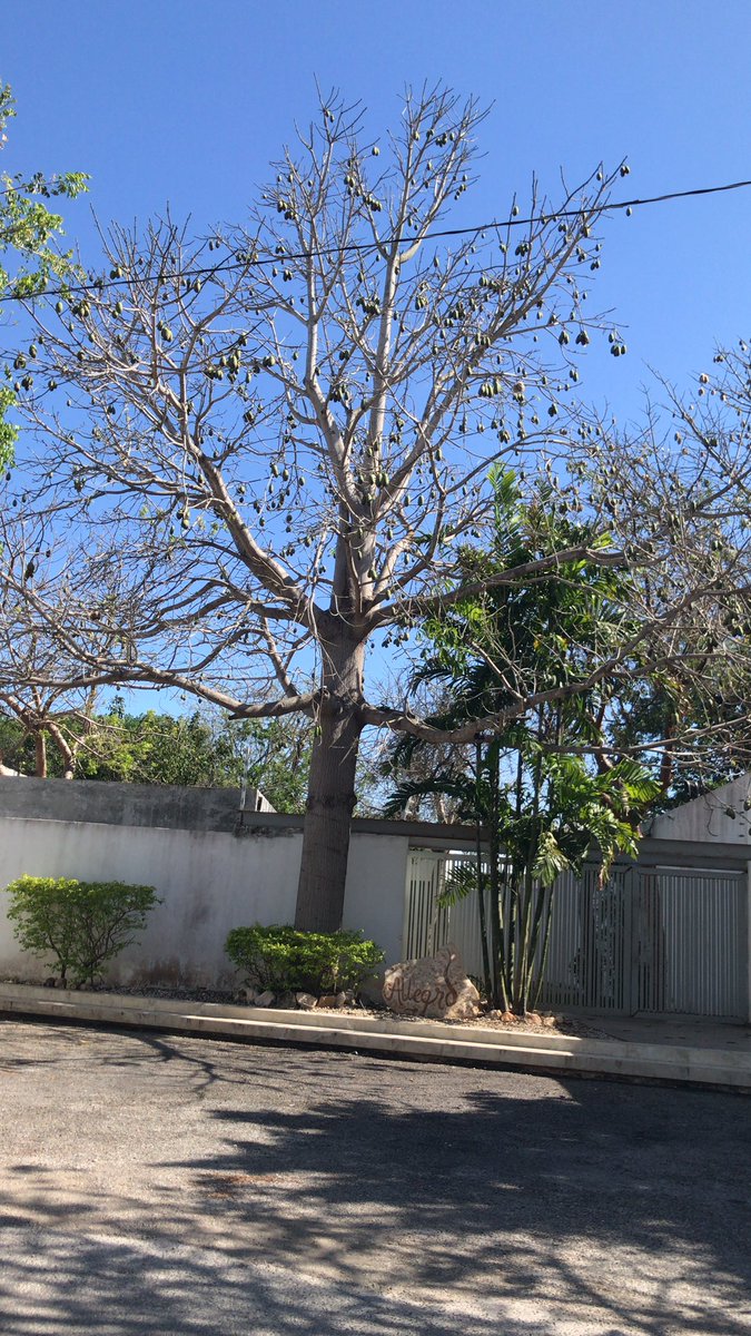 Es temporada de pelucitas. En el centro está la semilla. Es la forma de dispersar sus de la Ceiba