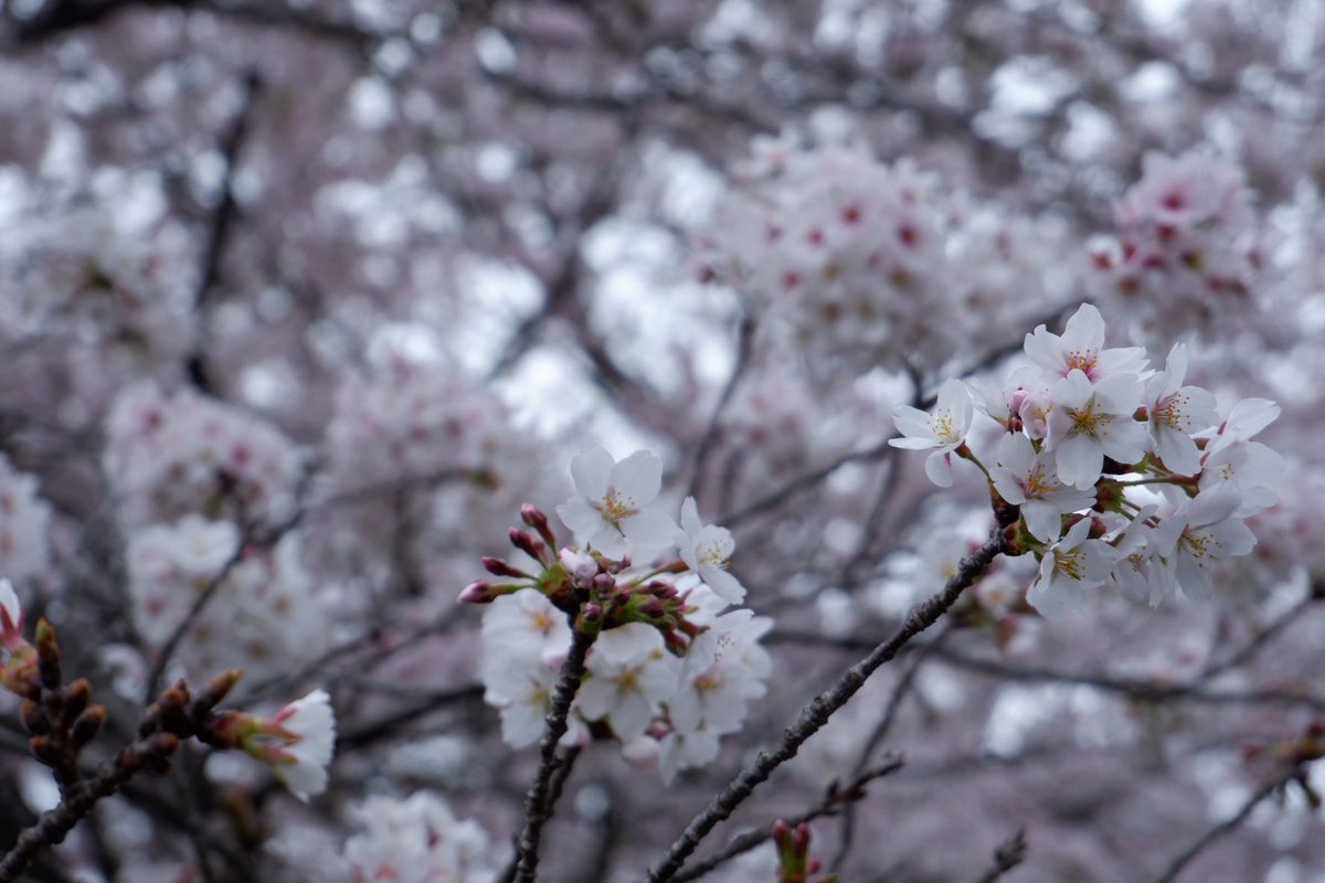 月熊りと🧸🌵 tweet media