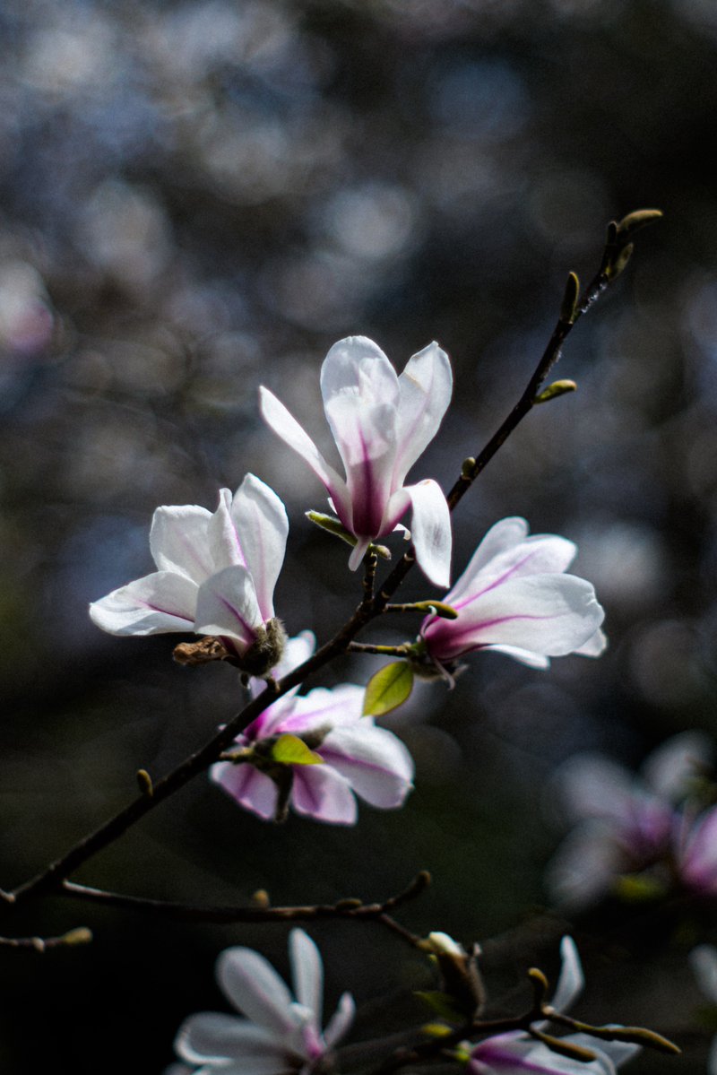 mashuu -ましゅう- tweet media