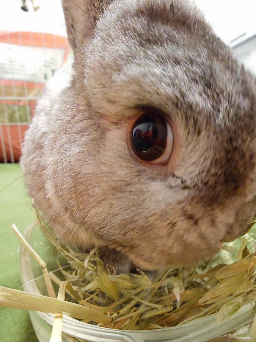 ごもら tweet media