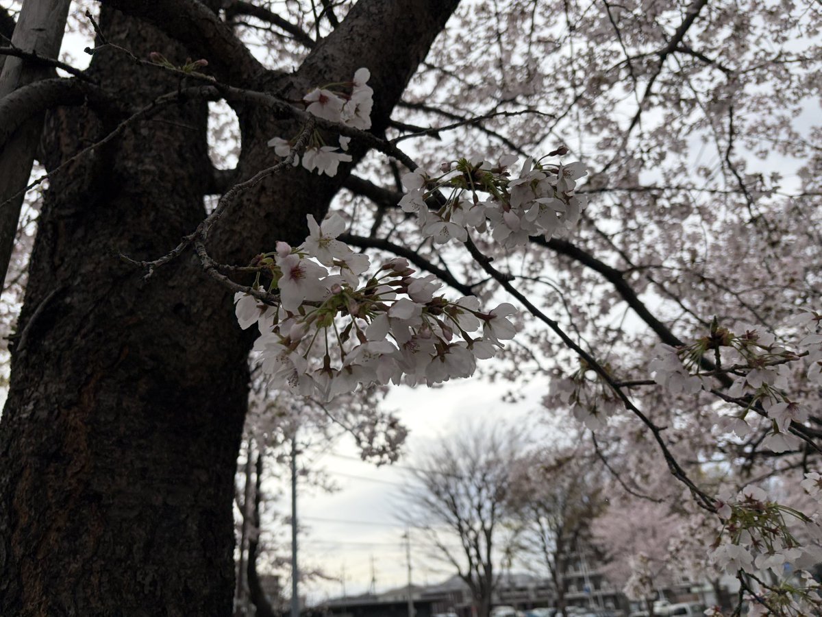 小出 祐太🍜@相模原のスズキ専門店の人 tweet media
