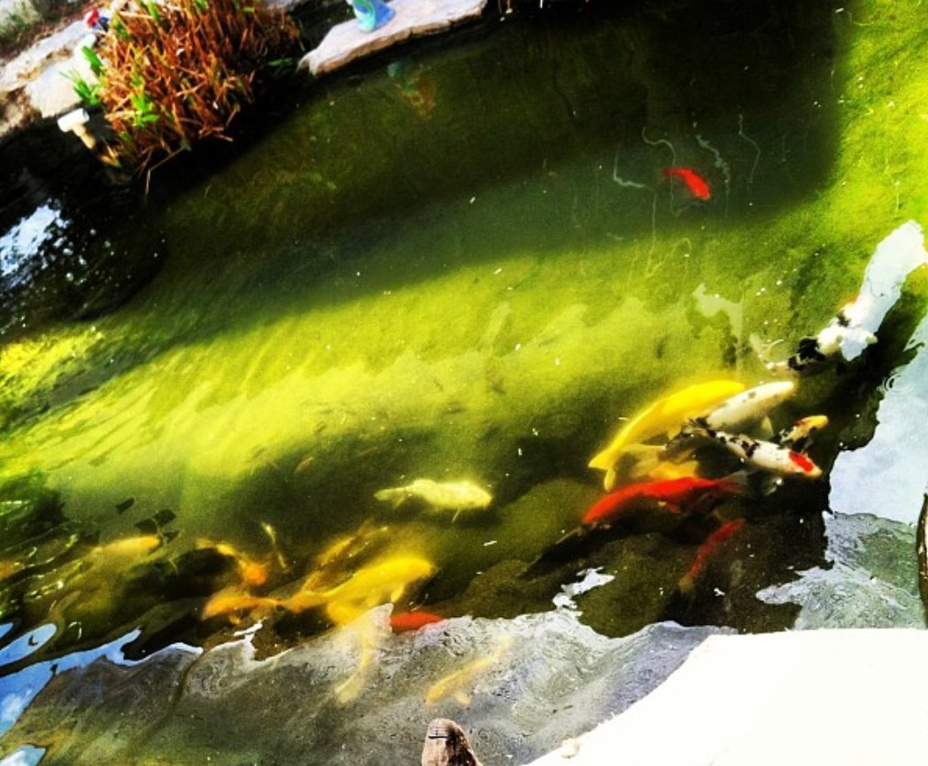 JOHNNY ROTTEN tweet media