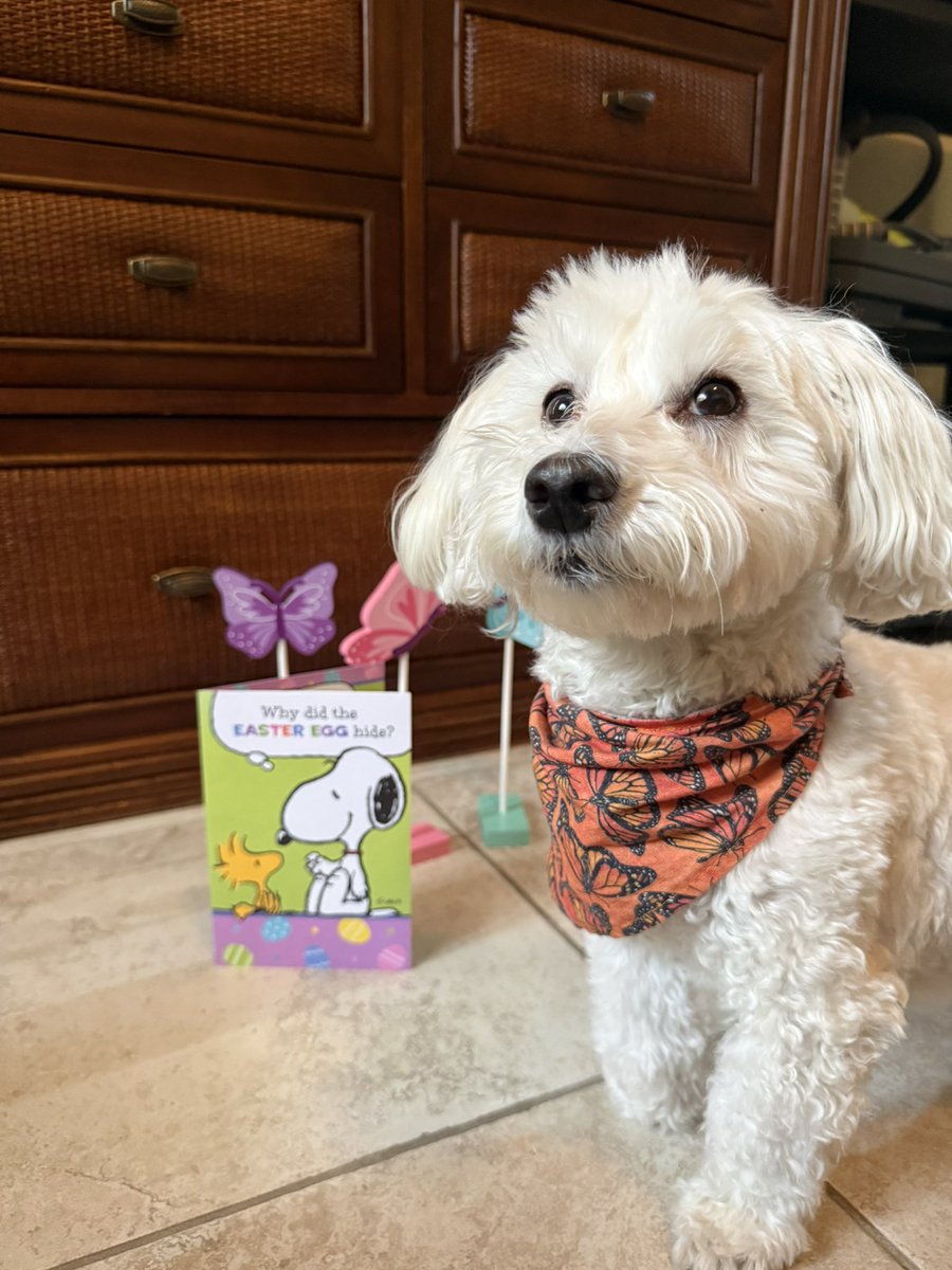 Sir Bailey tweet media