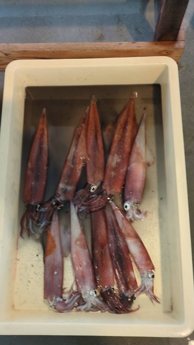 えびよね（蛯米水産加工）塩辛🦑🖤富山 tweet media