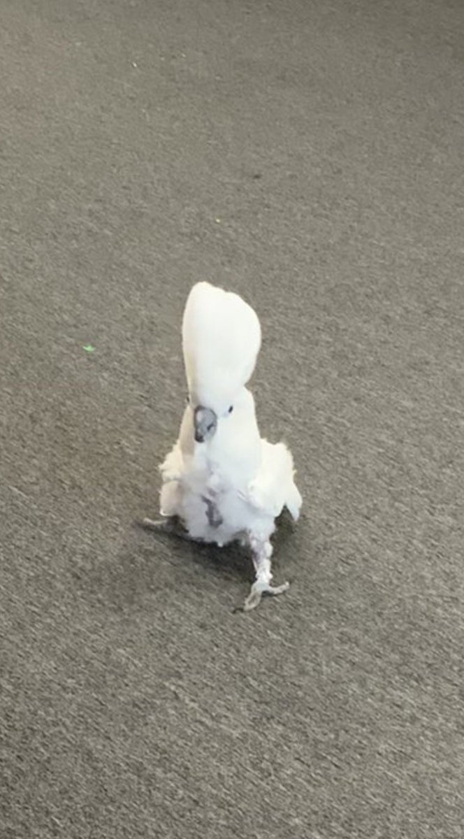 SleepyKyju's tweet photo. Sighs 

If anyone wants to help me out while I’m out of work post surgery, my personal p/pal is psittfa at gmail and my c/a/şh tag is sleepykyju 

Bird for tax https://t.co/lHAlhzh1nn
