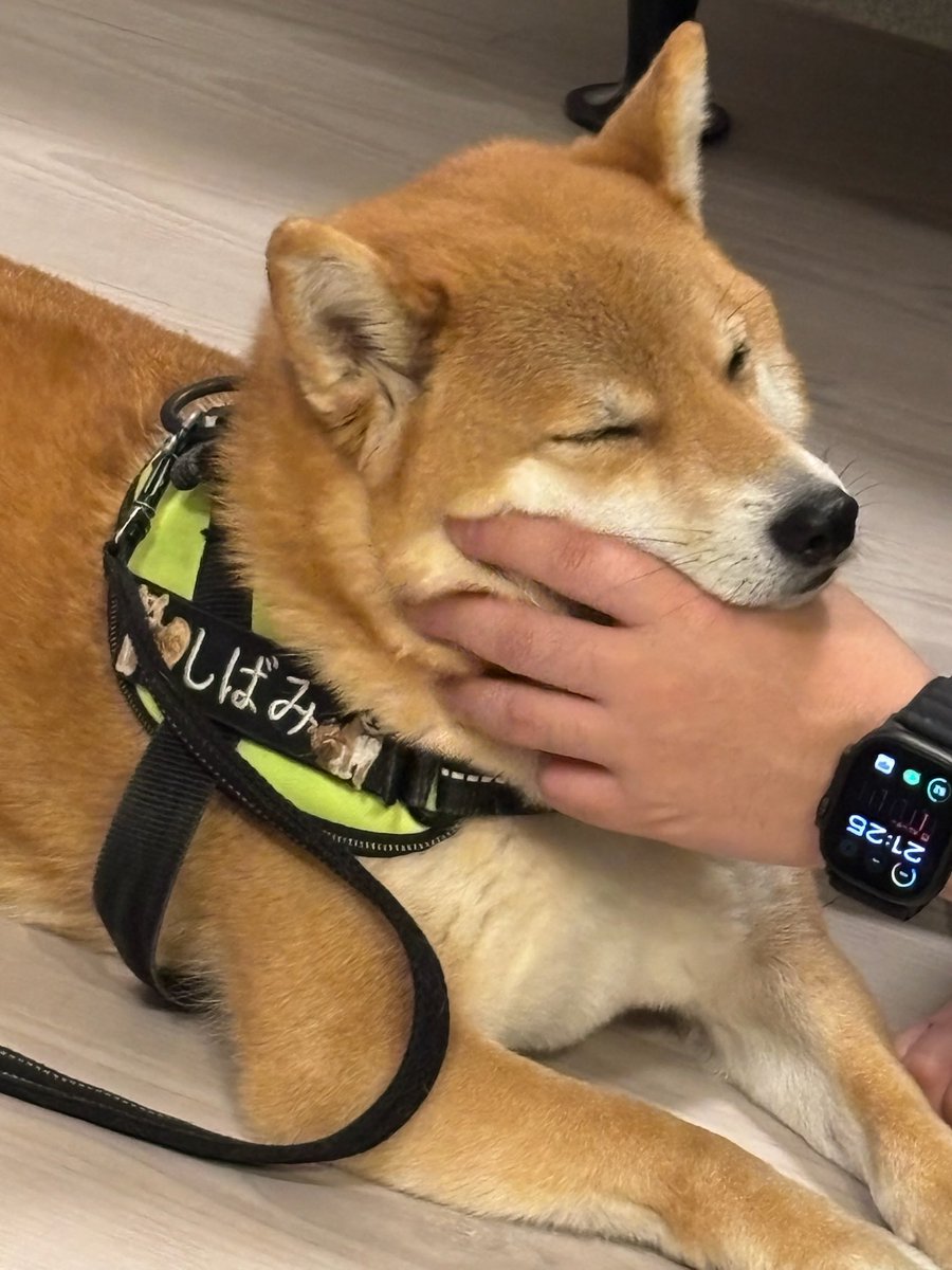 柴犬しばみ tweet media