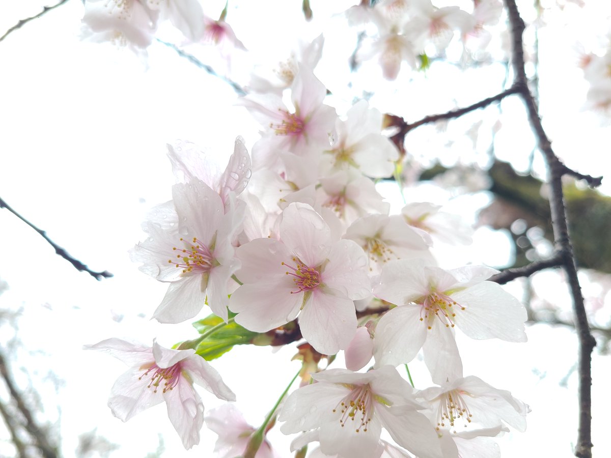 浄土宗総本山 知恩院 tweet media