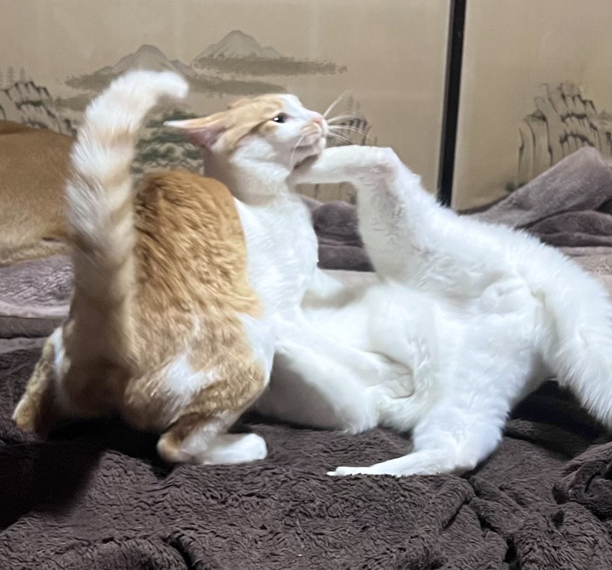 ジョーは犬&猫と共に古民家で暮らしている tweet media