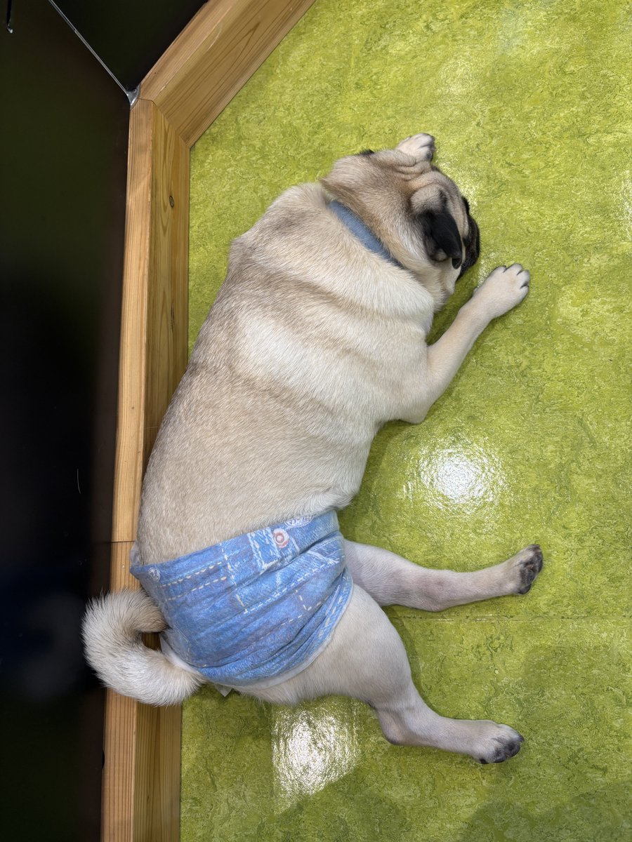 森 夏華🐼 なつぱんだ tweet media