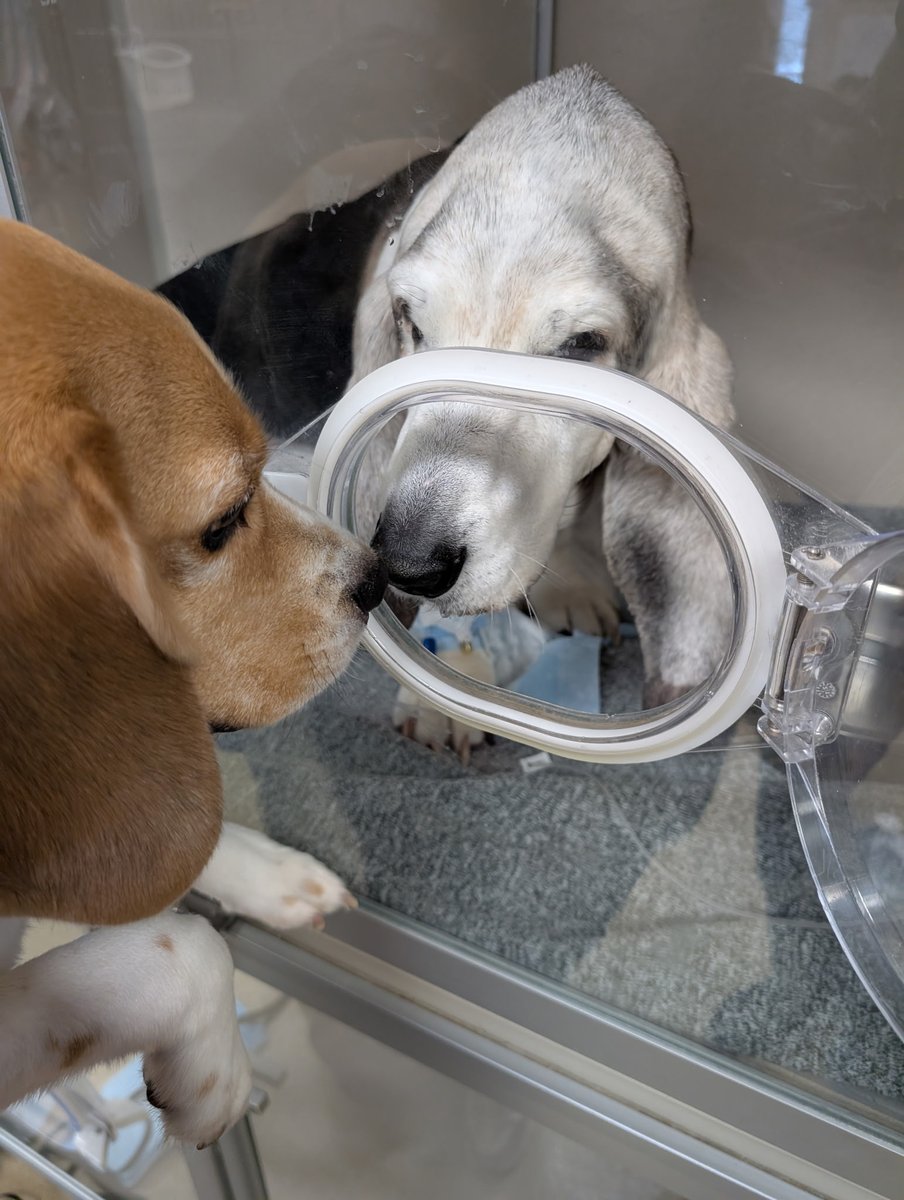 🐾Oliver Beagle / Gracie Mae OTRB 💔🌈🐾 tweet media