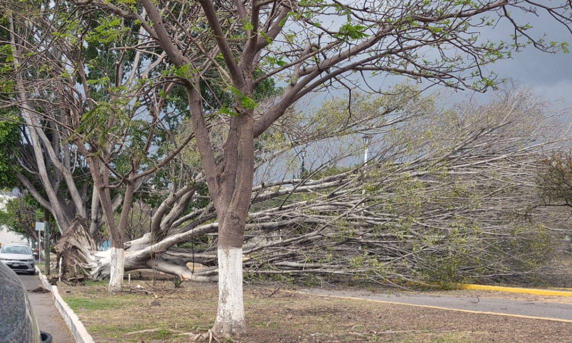 Códice Informativo tweet media