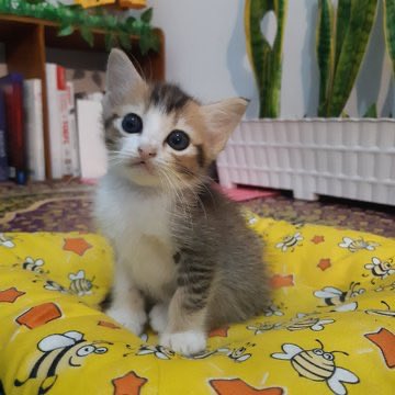 theia 🌼 tweet media