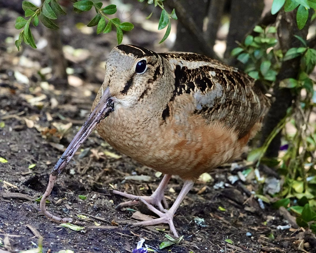 gigpalileo's tweet image. American Woodcock scoring big with wiggly treats 🪱🪱 in Bryant Park this afternoon
#birdcpp
#birdwatching
#birding