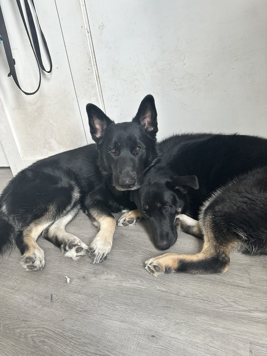 𝕆𝕡𝕙𝕖𝕝𝕚𝕒 𝒫𝑜𝓅𝓅𝓎 w͎e͎a͎r͎e͎c͎h͎a͎r͎l͎i͎e͎ tweet media