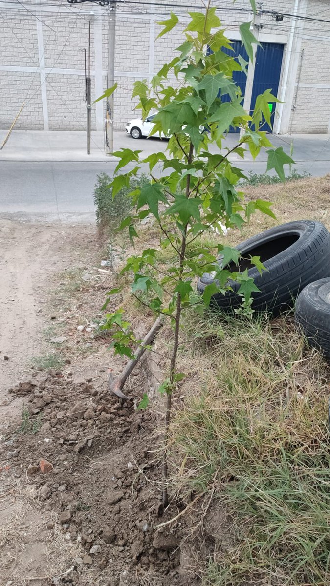 Guardabosque Urbano tweet media