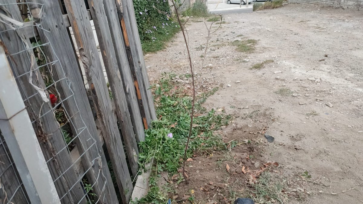 Guardabosque Urbano tweet media