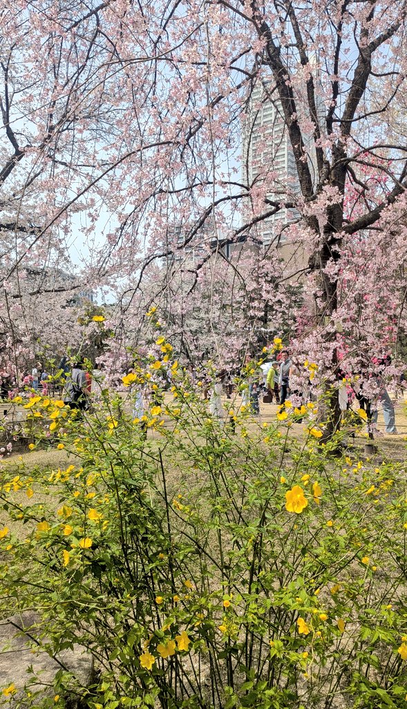 そよ花 tweet media