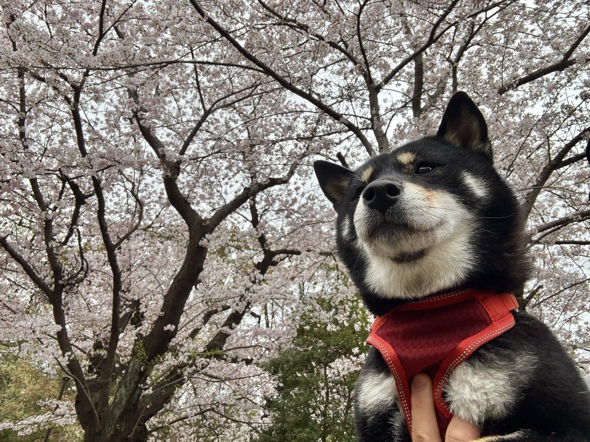 べちか tweet media