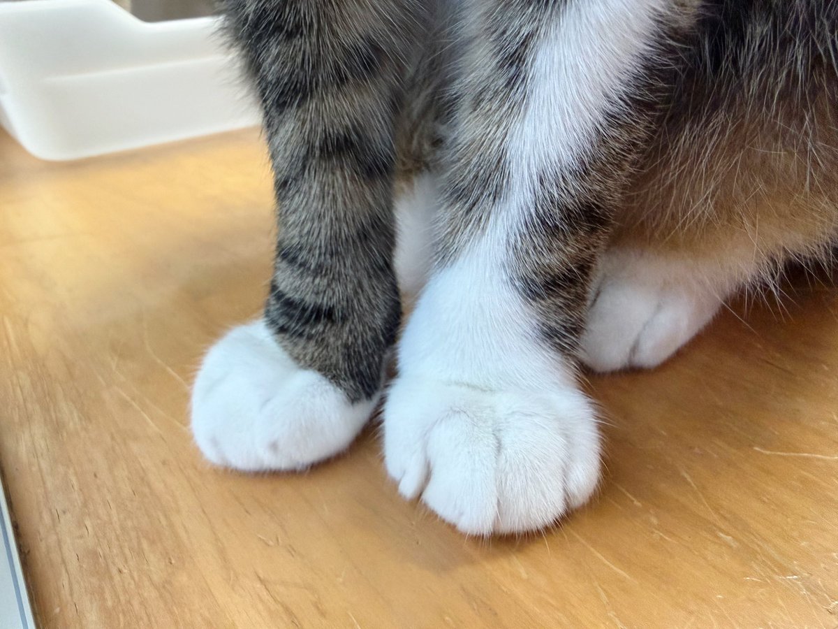 Kamui_310 tweet media