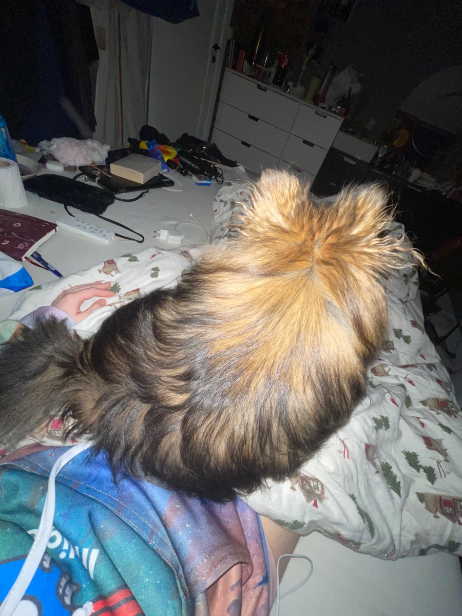 vaggasoaris's tweet image. Its always good to get the doggo after a relapse #edtwt / #shedtwt