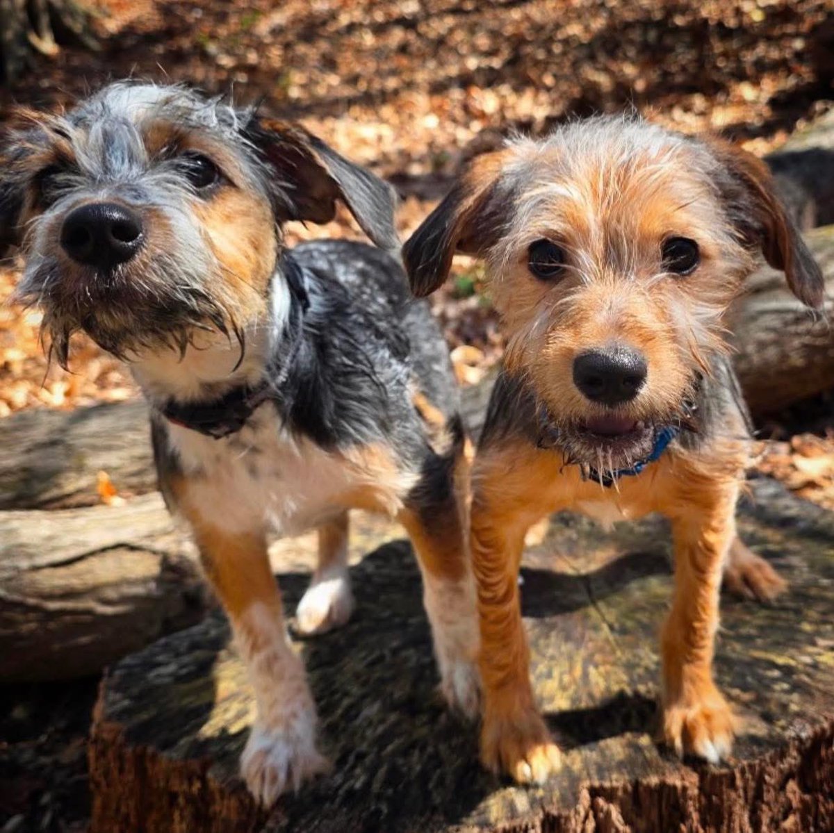 Rescue Dogs Rock, D.C. 🐾🐾🇺🇸 tweet media