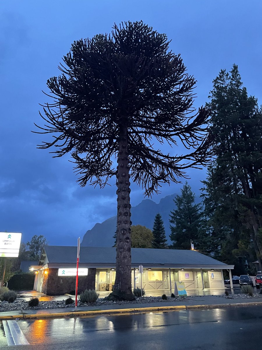 trad cat mom tweet media