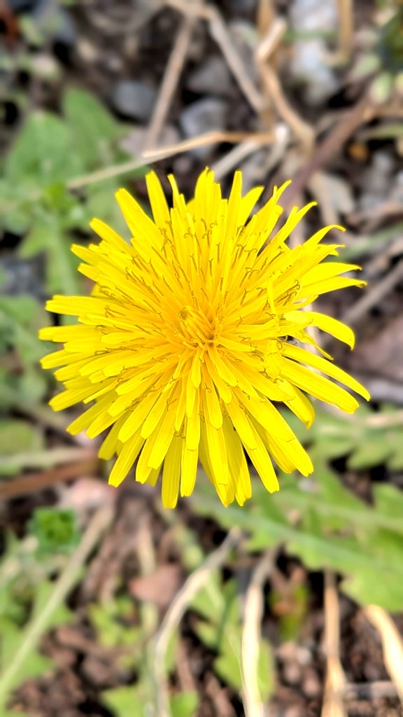 だいにんぐ喫茶わらく tweet media