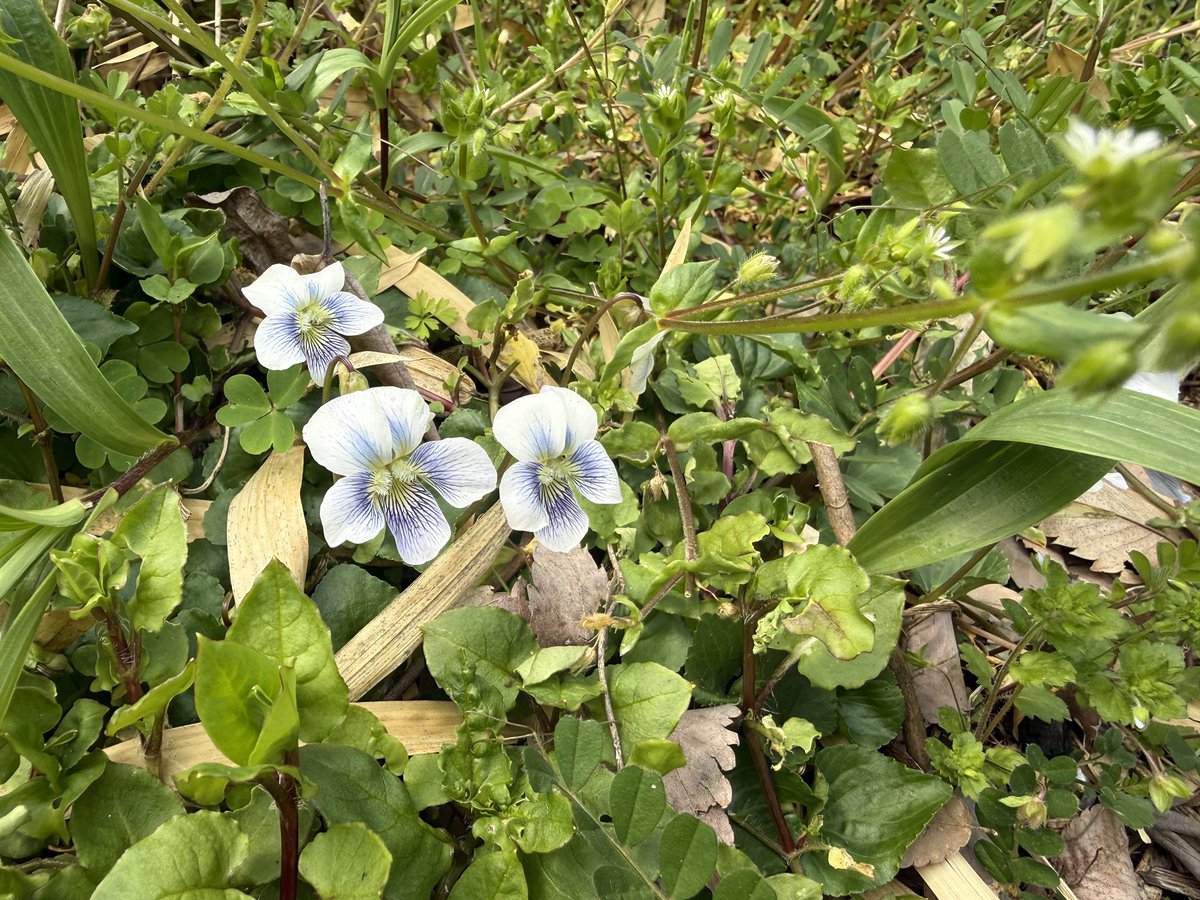 NinaのYUMA ODA tweet media