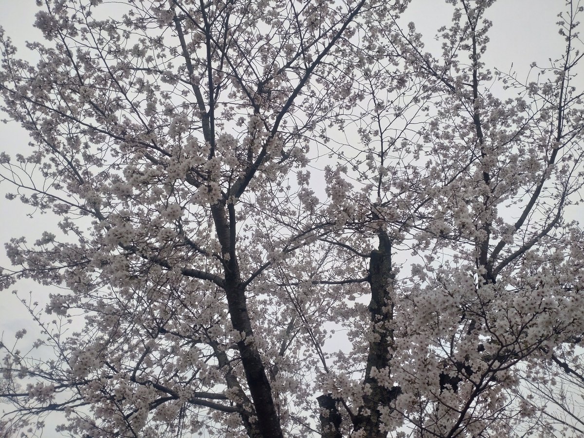 ふちがみとふなと tweet media