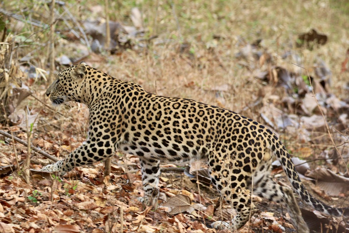 AnandMadabhushi tweet media