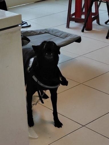 小蓬(蓬ちゃん)⚓鳳山紅毛港保安堂 公式神艦娘 tweet media