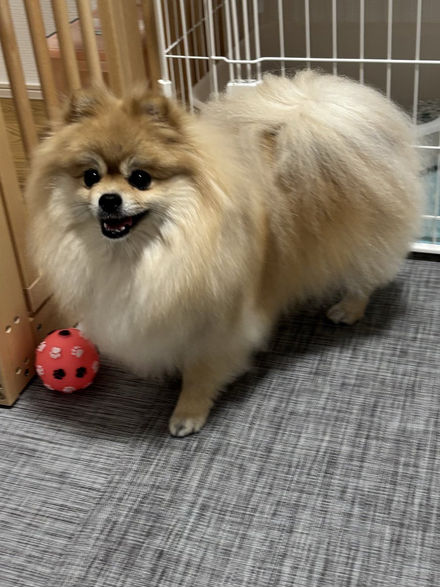 メイぷにゅ@ポメ tweet media