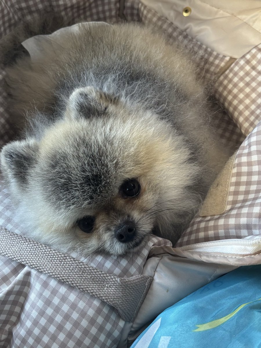 メイぷにゅ@ポメ tweet media