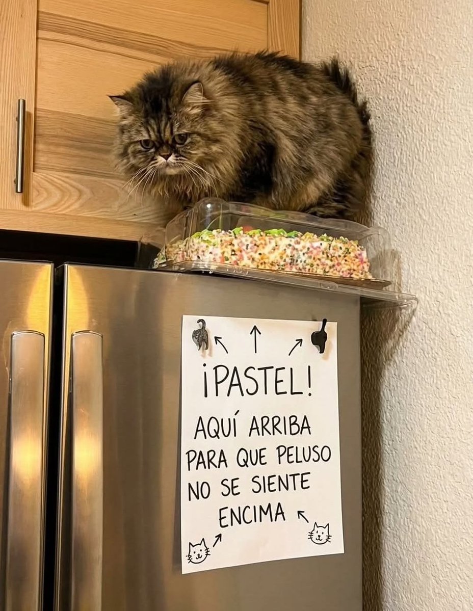 My Cats You Cats tweet media