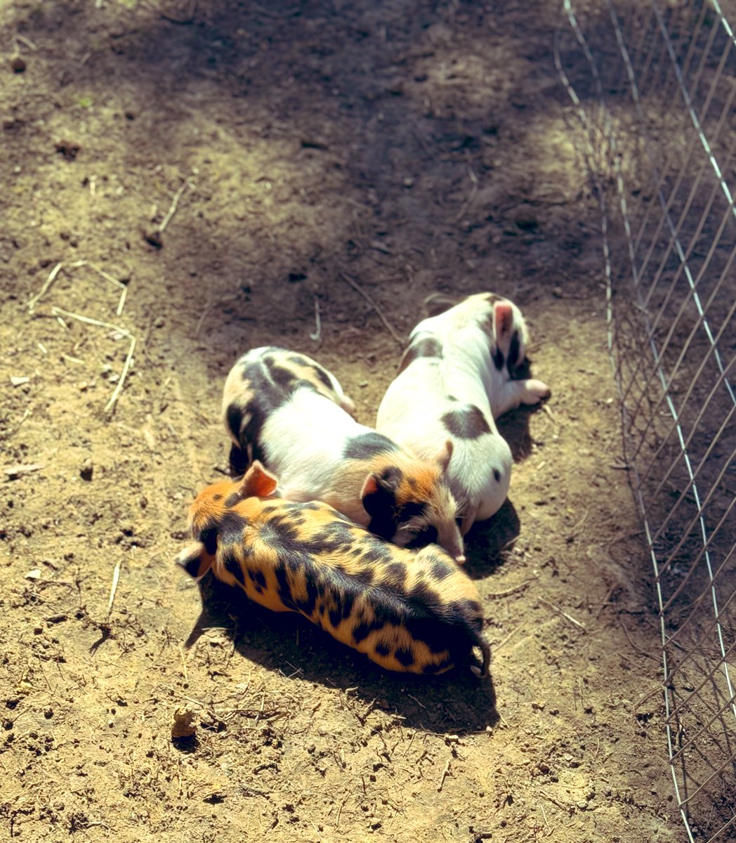 A. Michelle tweet media