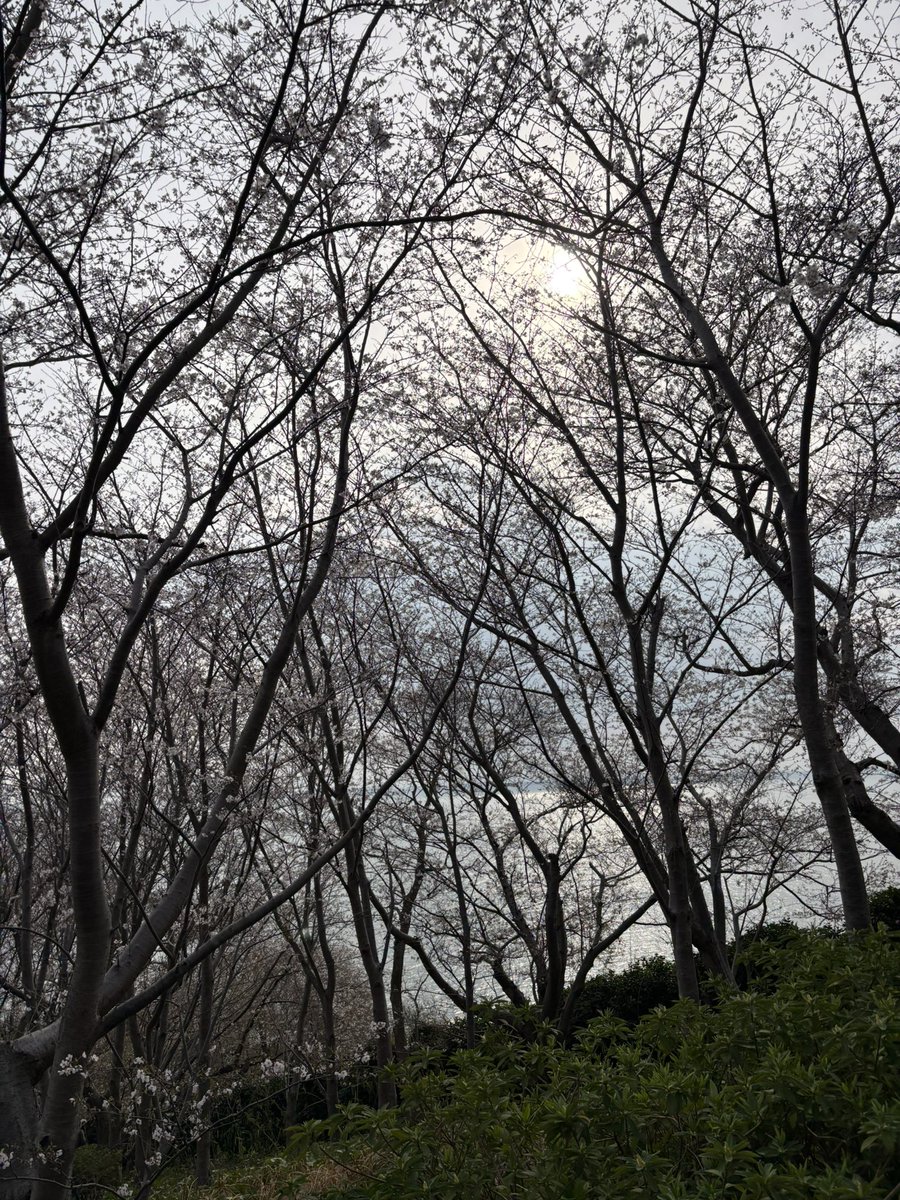 みーこ(ねぼすけ） tweet media