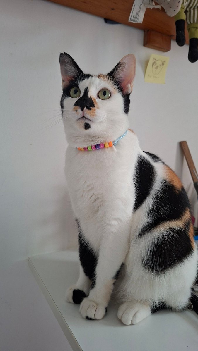 dd moyn😗😠nattaca👻🐴 tweet media