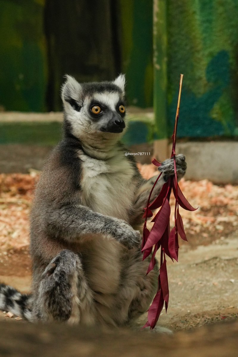 ホロン tweet media