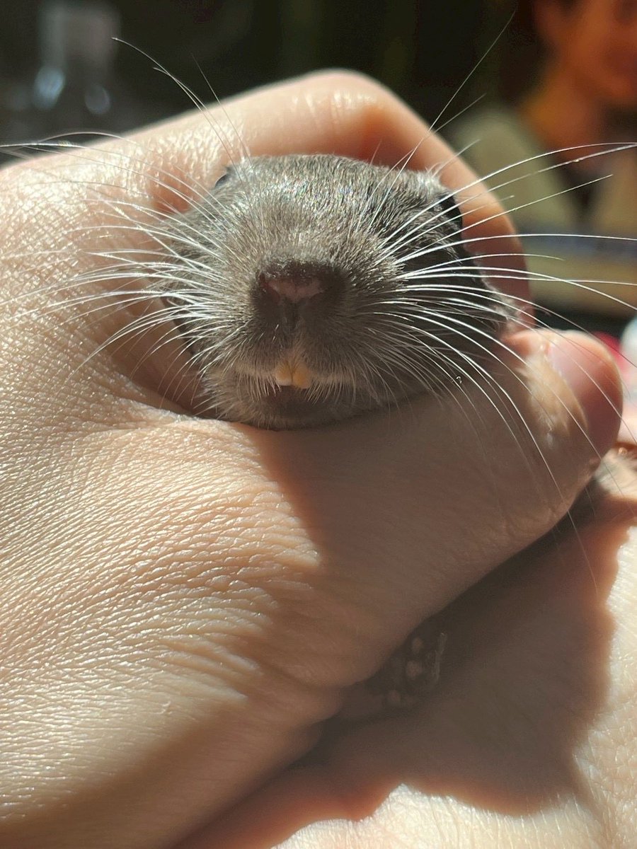 ヘイ@DQX tweet media